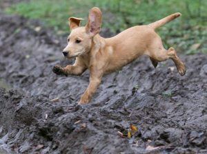 Adorables chiots labrador à vendre – vaccinés & en bonne santé !