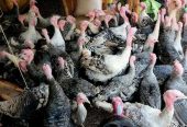 Vente des poulets prêt po