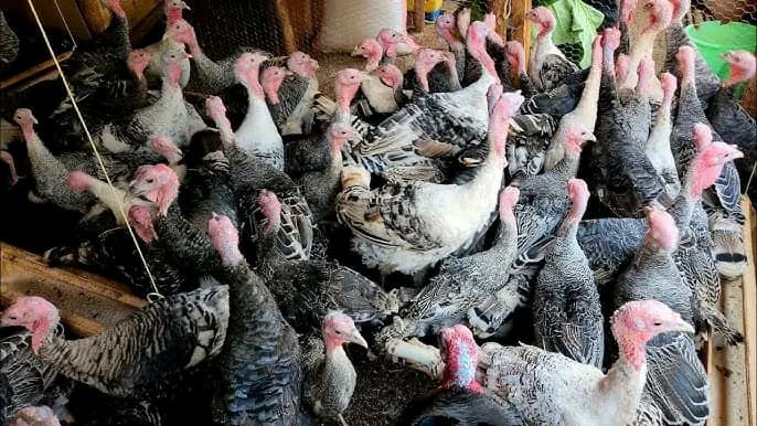 Vente des poulets prêt po