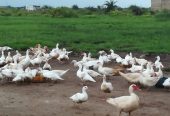 La Ferme AMASCO met à vot