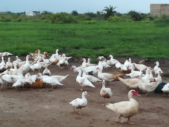 La Ferme AMASCO met à vot