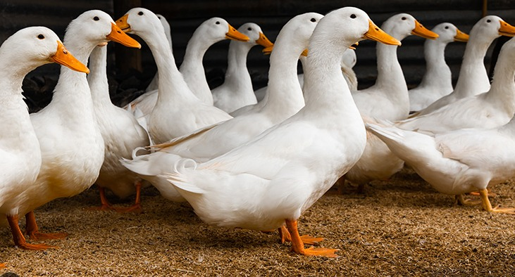 La Ferme AMASCO met à vot